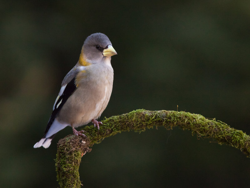 Gros-bec  Errant (Evening Grosbeak)