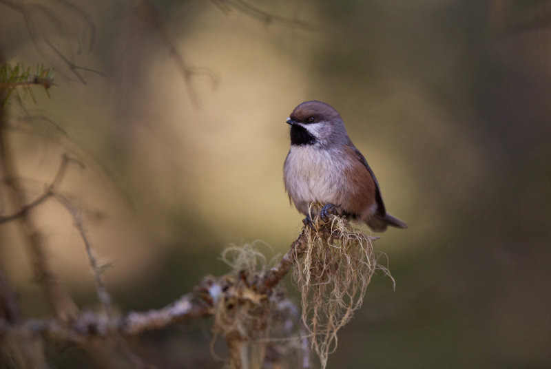 Msange a tte brune (Boreal Chickadee)