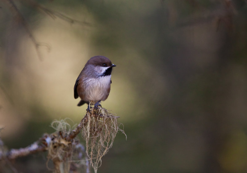 Msange a tte brune (Boreal Chickadee)