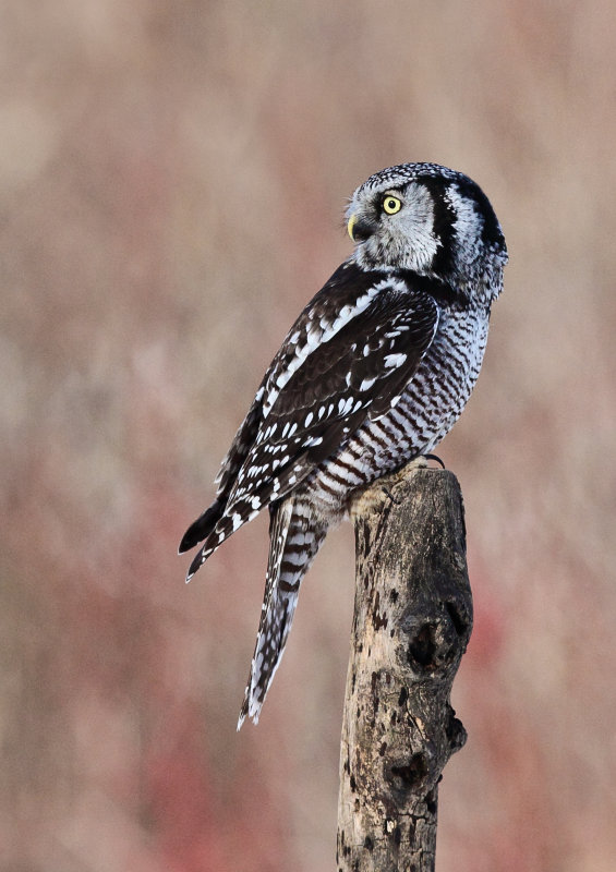 Chouette pervire (Northern Hawk Owl)