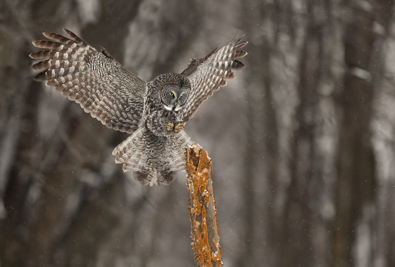 Chouette lapone (Great Gray Owl)