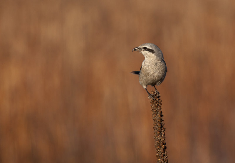 Pie- griche grise (Northern Shrike)