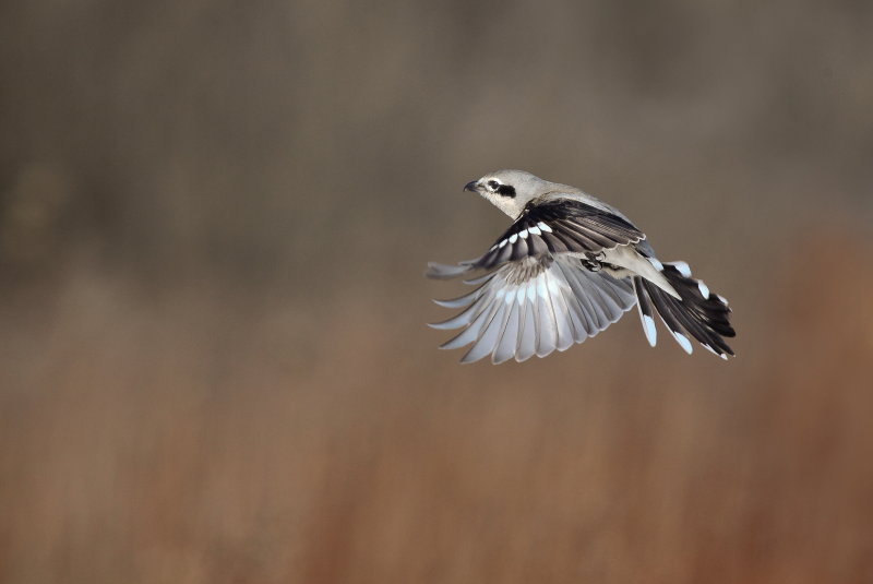 Pie-griche grise( Northern Shrike)