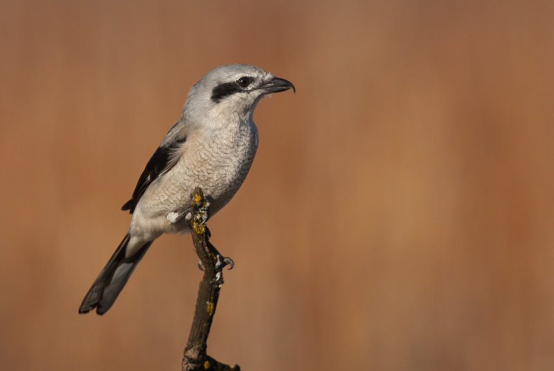 Pie-griche grise( Northern Shrike)