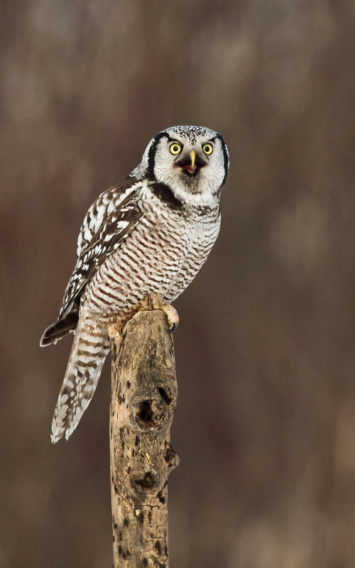 Chouette pervire (Northern Hawk Owl)