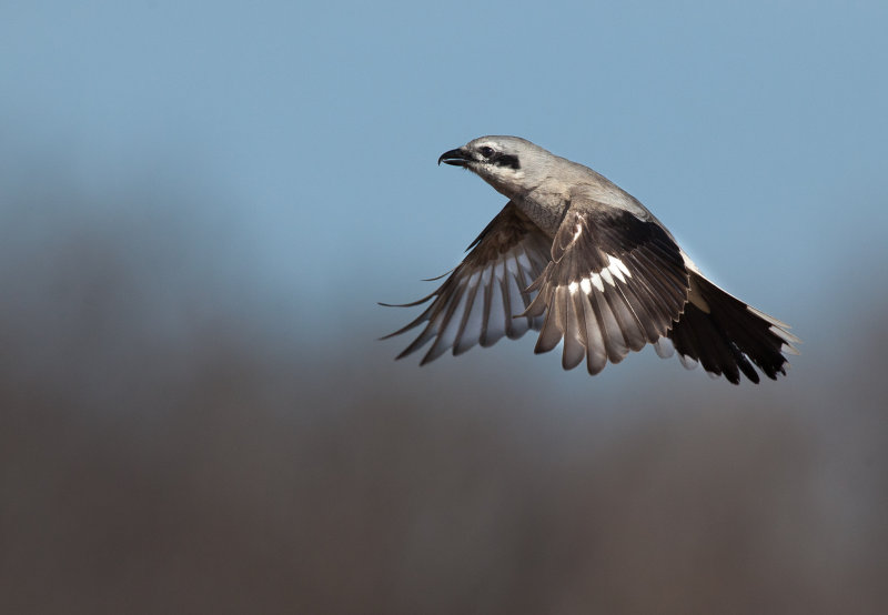 Pie- griche grise (Northern Shrike)