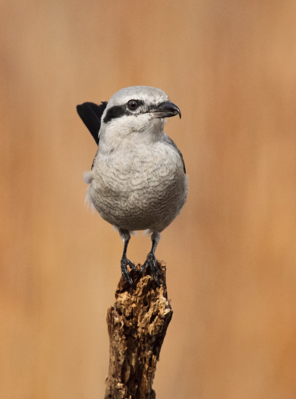 Pie- griche grise (Northern Shrike)