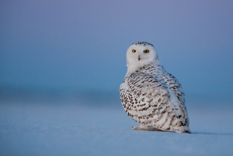 Harfand des neiges (swowy Owl)
