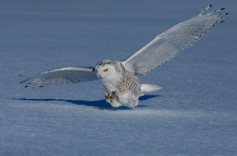 Harfang des neiges (Snowy Owl)