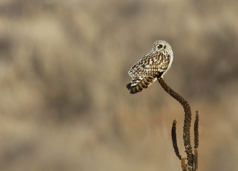 Hibou des marais (Short-eared Owl)