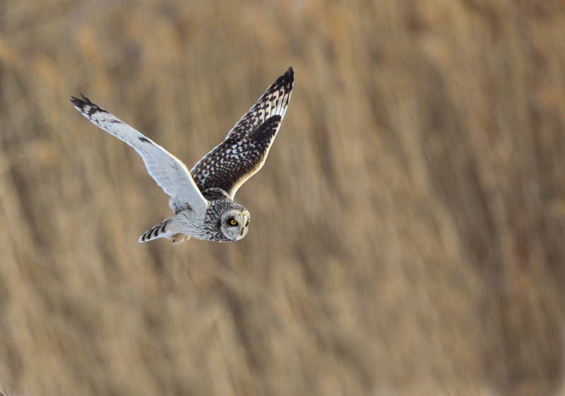 Hibou des marais (Short-eared Owl)