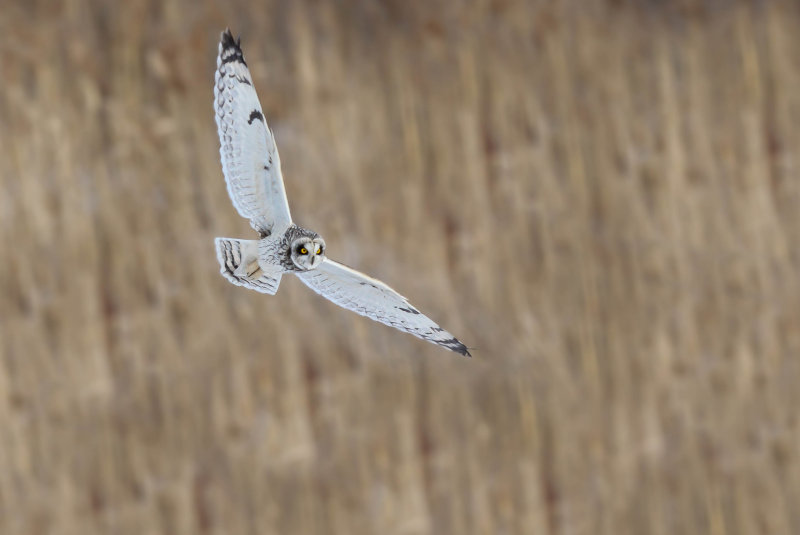 Hibou des marais (Short-eared Owl)