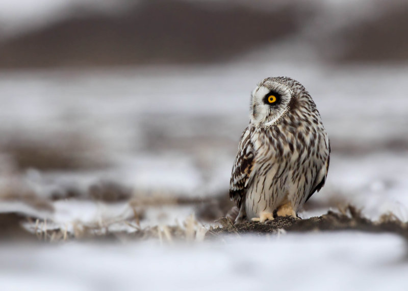 Hibou des marais (Short-eared Owl)