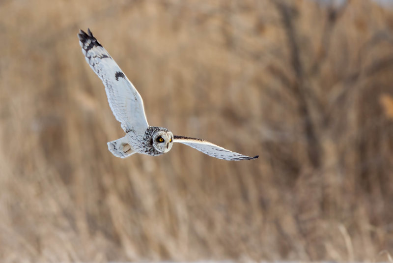 Hibou des marais (Short-eared Owl)