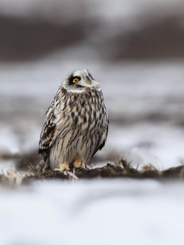 Hibou des marais (Short-eared Owl)