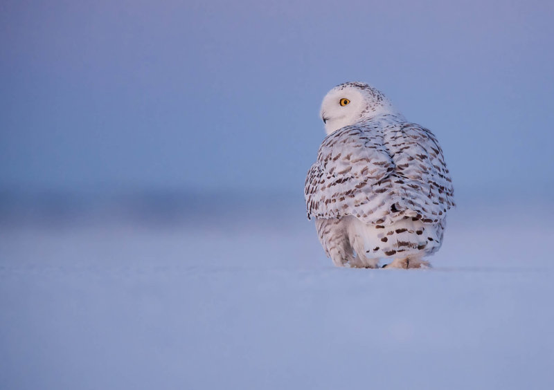 Harfang des neiges (Snowy Owl)