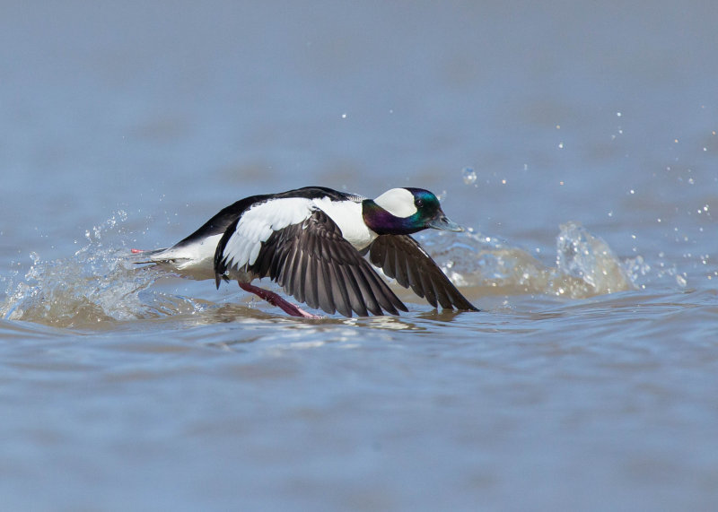 Petit garrot ( Bufflehead)