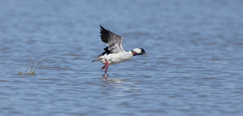 Petit garrot ( Bufflehead)