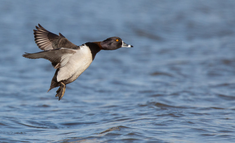 Fuligule a collier (Ring-necked Duck)