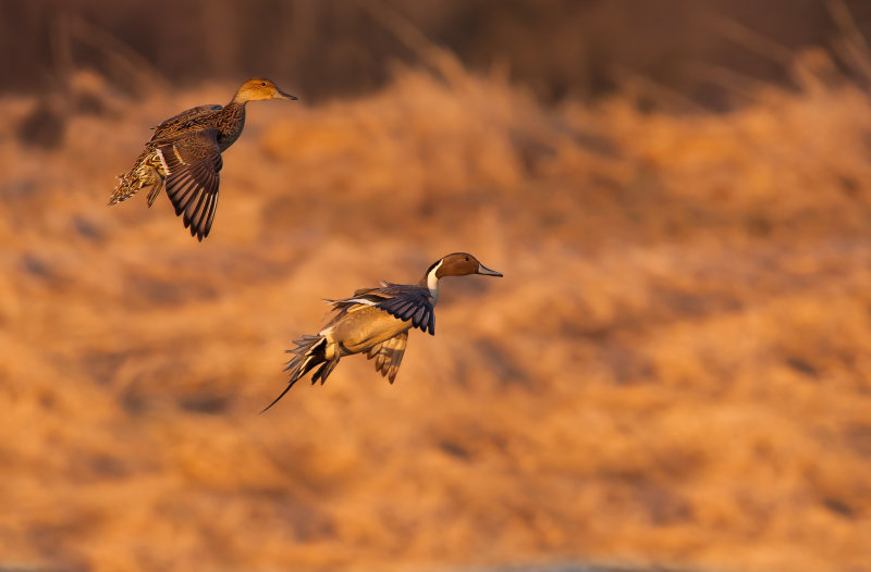 Canard pilet (Nothern Pintail)