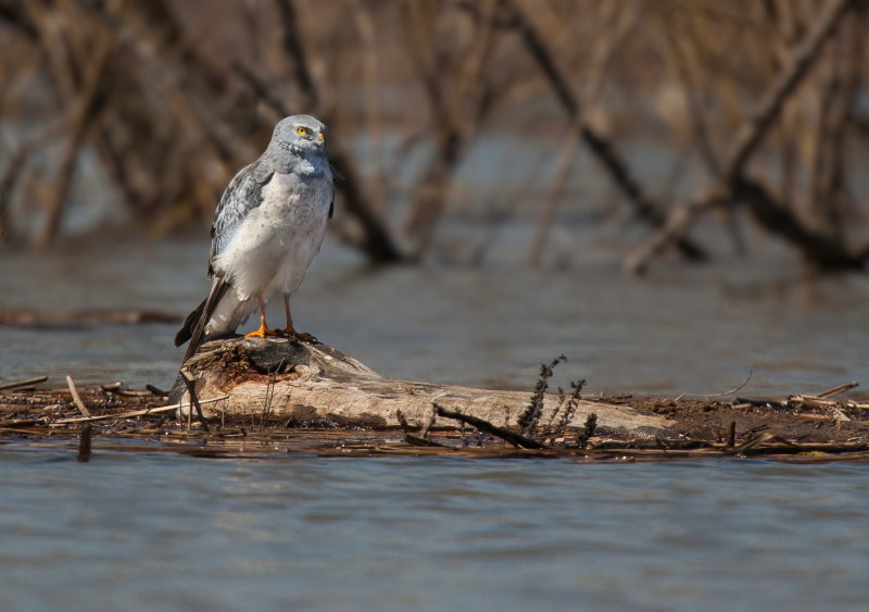 Busard Saint-Martin (Northern Harrier)