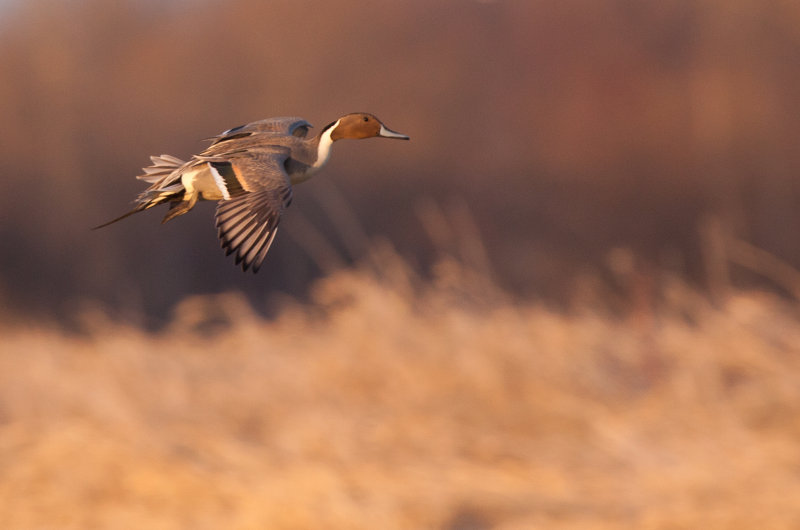 Canard pilet (Nothern Pintail)