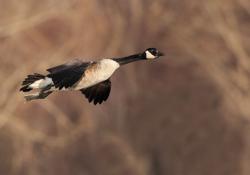 Bernache du Canada ( Canada Goose)