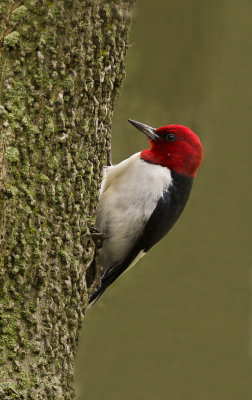 Pic a tte rouge (Red-Headed Woodpecker)