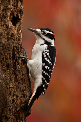 Pic (Woodpecker)