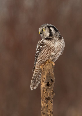 Chouette pervire (Northern Hawk Owl)