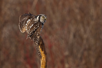 Chouette pervire (Northern Hawk Owl)