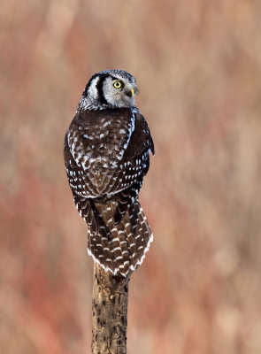 Chouette pervire (Northern Hawk Owl)