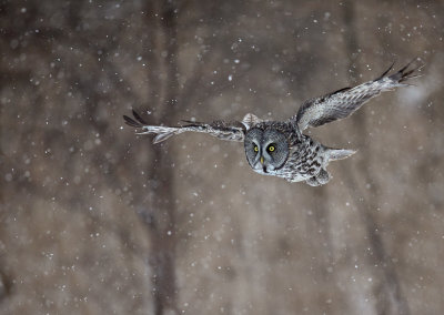 Chouette lapone (Great Gray Owl)