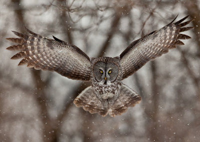 Chouette lapone (Great Gray Owl)