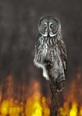 Chouette lapone (Great Gray Owl)