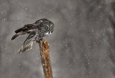 Chouette lapone (Great Gray Owl)