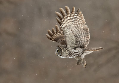 Chouette lapone (Great Gray Owl)