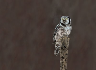 Chouette pervire (Northern Hawk Owl)