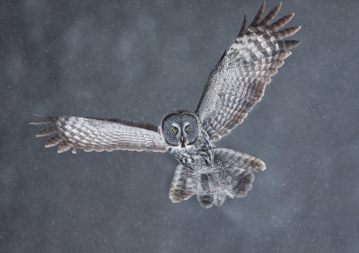 Chouette lapone (Great Gray Owl)
