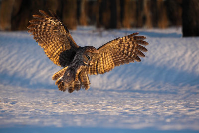 Chouette Lapone (Great Gray Owl)