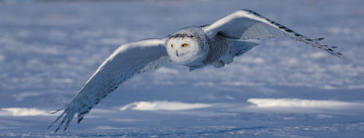 Harfang des neiges (snowy Owl)