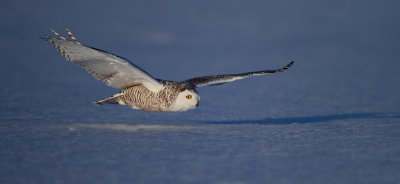 Harfang des neiges ( Snowy Owl)