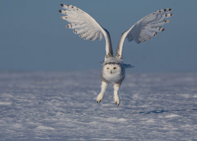 Harfang des neiges(Snowy Owl)
