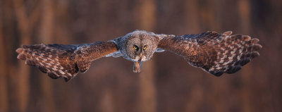 Chouettte Lapone (Great Gray Owl)