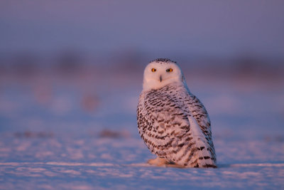 Harfang des neiges (Snowy Owl)