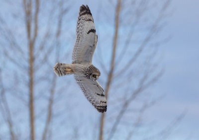 Hibou des marais (Short-eared Owl)