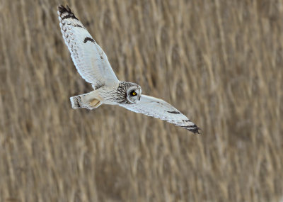 Hibou des marais (Short-eared Owl)