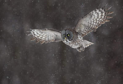 Chouette lapone (Great Gray Owl)