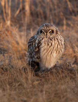 Hibou des marais (Short-eared Owl)