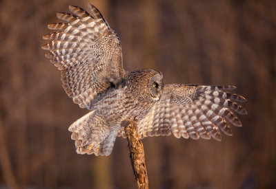 Chouette lapone (Great Gray Owl)